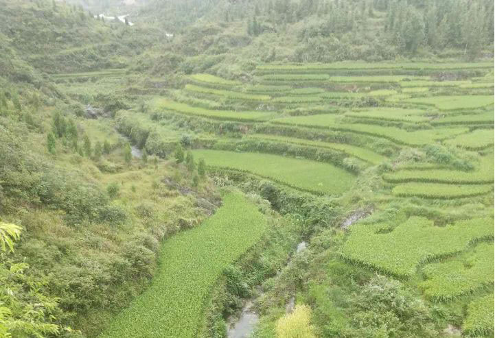 铜仁市万山区2018年水土流失重点治理龙溪小流域水土保持生态治理工程